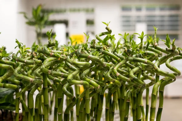 Sander Dracaena, şanslı bambu, bulanık arka planda bir bardak suda. Çiçek dükkanı. Yerleşim yeri. Ev için şanslı bambu. Bambu yaprağı ve dalları