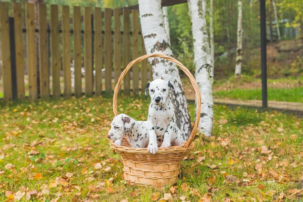 Autumn portrait of two cute dalmatian dogs with black and brown spots. Smiling purebred dalmatian pets from 101 dalmatian movie with funny faces outdoors in wicker basket with green background