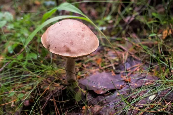 Apanhar cogumelos comestíveis na floresta. Cogumelo de bétula ou chapéu marrom crescendo na floresta. cogumelo com um capô marrom entre a folhagem seca e vidoeiro velho, vida selvagem fundo abstrato — Fotografia de Stock