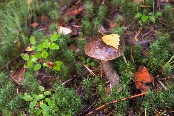 Picking up edible mushrooms in the forest. Birch mushroom or brown cap growing in the forest. mushroom with a brown bonnet among the dry foliage and old birch, wildlife abstract background — Stock Photo, Image