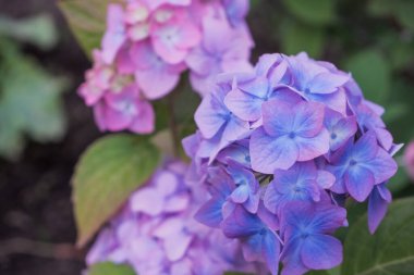 Many hydrangea flowers growing in the garden, floral background.Hydrangea is pink, blue, lilac, violet, flowers are blooming in spring and summer at sunset in park,garden.many fresh blossom