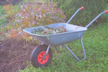 Wheelbarrow with dry leaves standing in rural backyard.Gardening Tools - steel trolley with cut plants, soil on green grass lawn in a farm garden.Agriculture concept. Ready for summer.Toned image