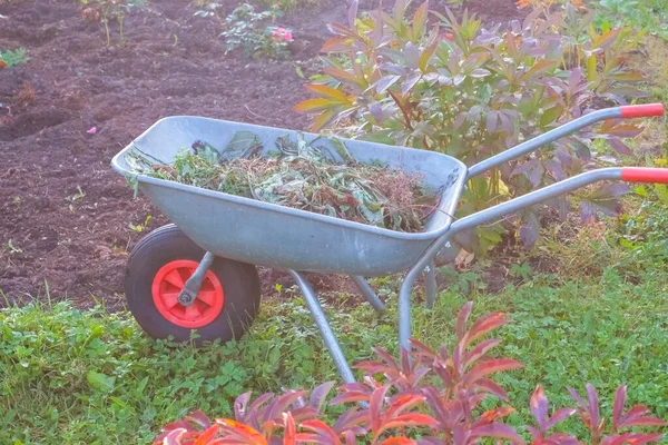 Інвалідний візок з сухим листям, що стоїть на сільському подвір'ї. Інструменти садівництва - сталеві візки з порізаними рослинами, ґрунт на зеленому газоні на фермерському саду. Готовий до літа — стокове фото