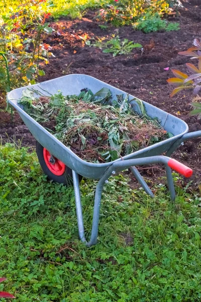 Wheelbarrow with dry leaves standing in rural backyard.Gardening Tools - steel trolley with cut plants, soil on green grass lawn in a farm garden.Agriculture concept. Ready for summer — Stock Photo, Image