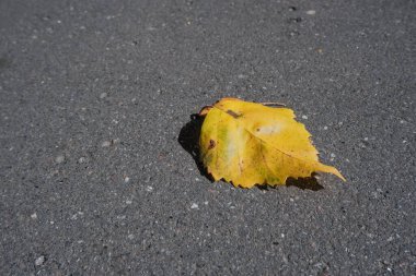 Sarı yaprak yolda yatıyor. Asfalttaki yapraklar. Sonbahar yaprakları dökülüyor. Sokakta yaprak doğal, koyu gri asfalt şehir kaldırım arka planında. Merhaba sonbahar.