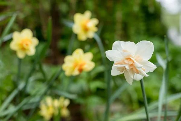 Narcissus of the Ice King species on a flowerbed.White terry daffodils in a field.Flowering of large double narcissuses ,daffodils in the spring.terry daffodils in park, garden — Stok fotoğraf