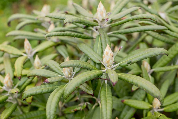 Rhododendron Flower Bud. Pink Azalea in the flower garden.Rhododendron bud in a garden. closed rhododendron buds. Bud waiting to bloom in the spring.rhododendron bushes — Zdjęcie stockowe