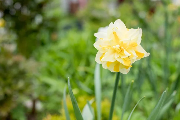 Yellow daffodils in full bloom on nature background, close up.White flower of daffodil ,Narcissus, cultivar Obdam from Double Group,Blooming daffodils in the spring,growing in a field — Stok fotoğraf