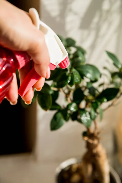 Hand spraying houseplants with a spray bottle.Plant and water spray beside window splashed by sunlight, indoor gardening. Hand spraying the plant on sunny day. Hydration of plants, washing of plant — Stock Photo, Image