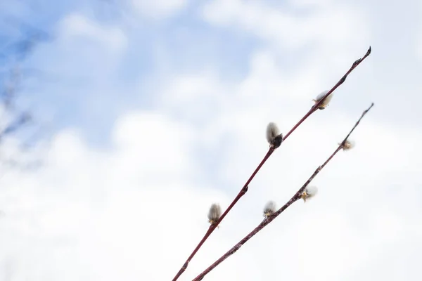 Branches with young willow inflorescences in spring morning on a background of blue sky close-up.spring flowering branches of willow. Fluffy willow buds on the branches in the spring sunny day — Stock Photo, Image