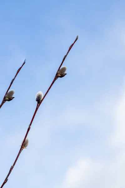 Branches with young willow inflorescences in spring morning on a background of blue sky close-up.spring flowering branches of willow. Fluffy willow buds on the branches in the spring sunny day — Stock Photo, Image