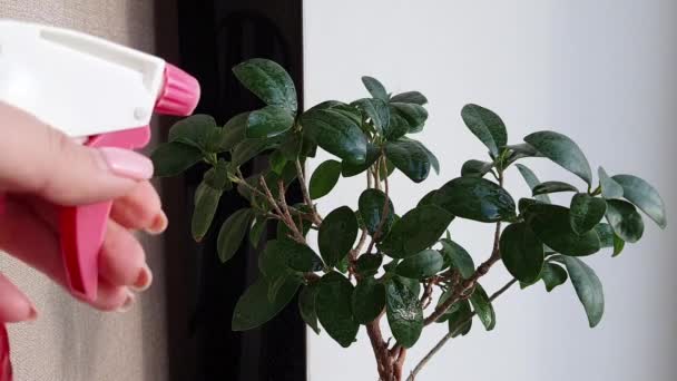Konsep perawatan tanaman kentang. Wanita mengurus tanaman rumah. Gadis mencuci pohon Jepang eksotis di tirai merah muda latar belakang. Wanita penyemprotan tanaman dengan air dari semprotan botol di siang hari cerah. Rumah berkebun . — Stok Video