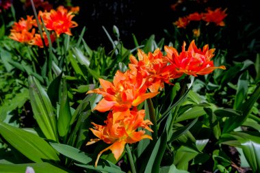 Baharda, güneşli bir bahar gününde toprakta büyüyen bir sürü sarı tüylü lale. Çiçek tarhında bir sürü turuncu lale.