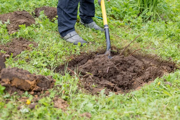 Gardener digging with garden spade in black earth soil.farming, gardening, Agriculture.Worker digs the black soil with shovel in the vegetable garden, man loosens dirt in the farmland . — стоковое фото