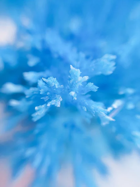 Cristais radiantes crescidos em casa. Experiência química para crianças.Cultivo de cristais radiantes close-up em uma foto. Exploração química cristal.diy sintética — Fotografia de Stock