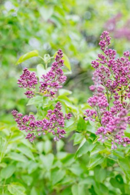 Leylak çiçekleri bahar çiçek açma sahnesi. Baharda çiçek açan leylak çiçekleri. Bahar çiçekleri açıyor..