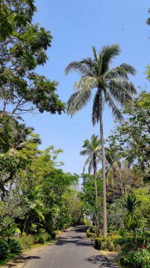 Palmiye ağaçları ve mavi gökyüzü. Karayip sahilinin yalnız palmiye plajı.