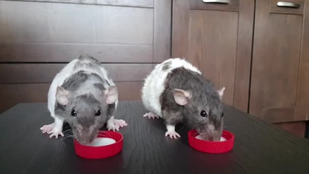 Närbild Två Inhemska Vita Grå Sällskapsdjur Råttor Äter Yoghurt Hungry — Stockvideo