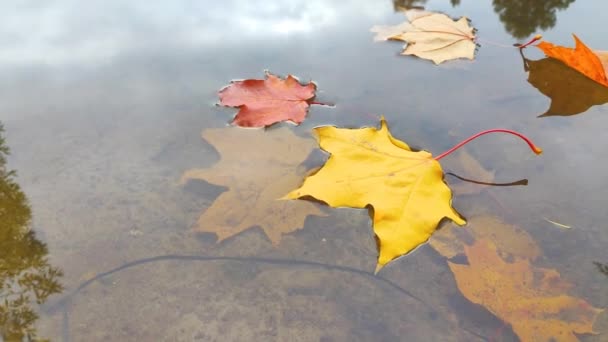 秋天的黄叶漂浮在水坑里 水坑映衬着蓝天 映衬着黄叶生长的树木 枫叶和小枝映衬在水面上 — 图库视频影像