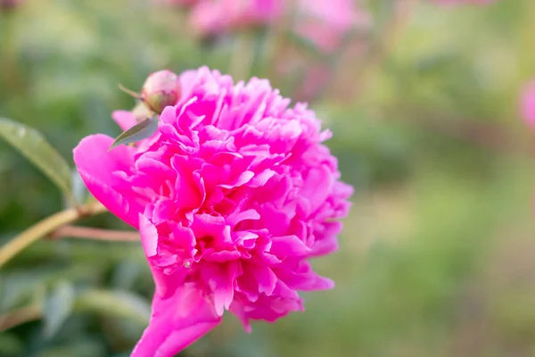 हिरव्या फ्लॉवरबेडच्या अंधुक पार्श्वभूमीमध्ये चमकदार गुलाबी पीओनिस. एका ढगाळ दिवसाच्या उन्हाळ्यात, बैक्सीयांगमधील चीनी पीओनी गार्डनमध्ये पेनी सुंदर फुलं भरली आहे. कॉपी जागा — स्टॉक फोटो, इमेज