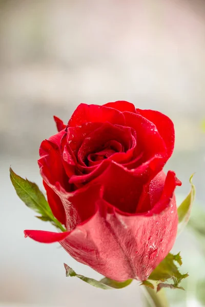 Einzelne rote Rosenwassertropfen auf weißem Holzhintergrund mit Copyspace, Liebe Romantik Hochzeitsgeburtstagskonzept. Grußkarte, glücklicher Muttertag mit schöner dunkelroter Rose. Muttertagskonzept. — Stockfoto