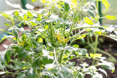 Domates filizli sera, filizli domates, saksı domates tohumu. Spring Seedlings. Bahçe. Domates yetiştiriyorum. Serada taze filizlenir. Küçük sarı çiçekli bitkiler yetişir.