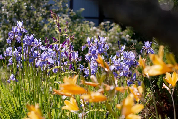 Blommande violetta iriser.Ljusa lila iris blommor. Irises - en prydnadsträdgårdsväxt.Vackra blå blommor på solig dag utomhus, iris på en rabatt.gardening, natur skönhet, selektivt fokus — Stockfoto