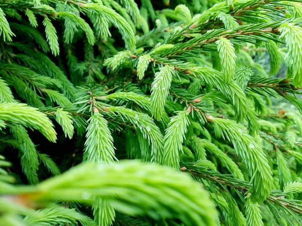 Rama de abeto verde con gotas de agua. Fondo de agujas de pino. Árbol de pino siempreverde de cerca. Maqueta navideña con ramas de abeto mojadas.Spruce árbol después de la lluvia . — Foto de Stock