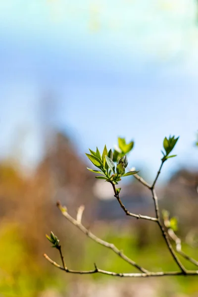 Spring tree branches with first leaves of blossoming buds. Pale colors nature background with blooming leaves on the trees.Nature wakes up. A symbol of new life, hope, new business. A sunny spring day — Stock Photo, Image