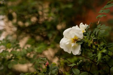 Rosa Pimpinellifolia, burnet gülü, Scotch Rose, özellikle İskoçya ile ilişkilendirilir, burada geleneksel olarak şiir ve şarkılarda bahsedilir. Yaz bahçesinde beyaz gül çiçekleri