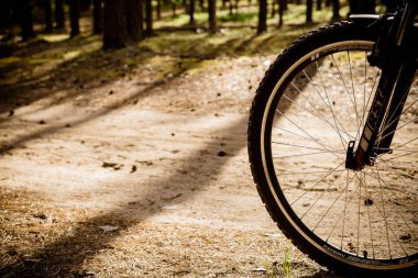 Rusya, Tomsk, 15 Ağustos 2019, güneşli bir günde şehir parkında bisiklet süren bir adam açık havada bir ormanda bisiklet sürüyor. Park, aktif eğlence, spor, sağlıklı yaşam tarzı. Çocuklar geliyor.