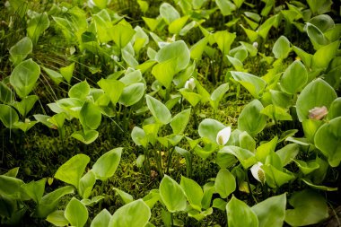 Leaves of Calla ,bog arum, marsh calla. Beautiful group of marsh calla growing in swamp. Light shining through the leaves.Calla palustris in natural habitat. clipart