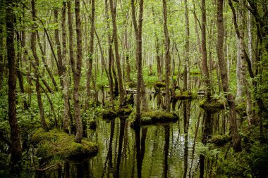 Wetland forest with green carpets of moss.Swamp along the roads.national park.environmental conservation. Problems of ecology and water consumption. Destruction of the planets ecosystem. clipart