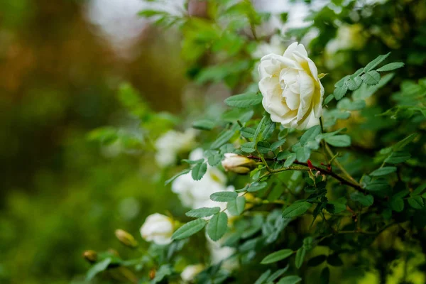 Rosa blanca flores de rosa mosqueta arbusto en el jardín de verano.rosas flores y brotes. Flores silvestres en jardín. Tarjeta de felicitación para las vacaciones de primavera. Copiar espacio . —  Fotos de Stock