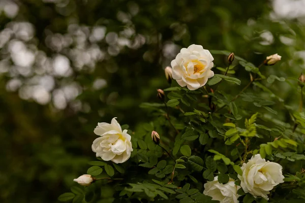 Białe róże kwiaty krzewu róży w ogrodzie letnim — Zdjęcie stockowe