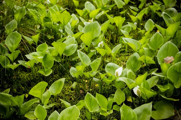 Calla yaprakları, bataklık arumu, bataklık kallası. Bataklıkta yetişen güzel bir bataklık kallası grubu. Yaprakların arasında parlayan ışık. Calla Palustris doğal yaşam alanında.. — Stok fotoğraf