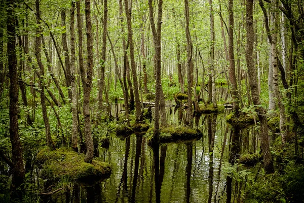 Floresta de zonas húmidas com tapetes verdes de musgos.Pântano ao longo da estrada.Parque nacional. Problemas de ecologia e consumo de água. Destruição dos planetas ecossistema . — Fotografia de Stock