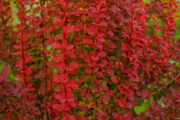 Барбарис в саду красного цвета. Барбарис на заднем плане. Японский барбарис. Барбарис из красных листьев. Тонкий барбарис, или красный барбарис, - вид флоксов. — стоковое фото