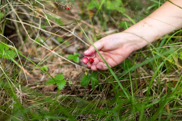 Reife Walderdbeere in Kinderhand, im grünen Wald aus nächster Nähe. Rote Walderdbeere auf Büschen im Wald.Sonnige Wiese im Wald. — Stockfoto