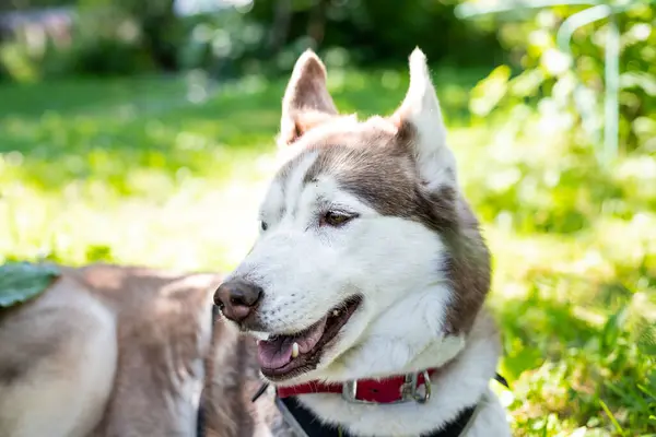 Portrét šťastného a krásného béžového a bílého psa plemeno sibiřský husky s tonque visí v trávě za slunečného letního dne. pes hraje venku — Stock fotografie