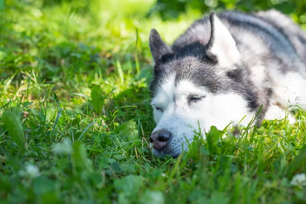 Portrét šťastného a krásného šedobílého psa plemeno sibiřský husky spánek, ležící v trávě za slunečného letního dne. pes odpočívající venku. Roztomilý husky letní louka. — Stock fotografie