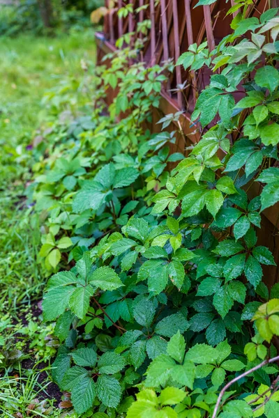 Divoké hrozny listí na dřevěném plotu. Kudrnaté divoké hrozny se zeleným listím a kapky na deštivý den.Zelené listy zeď na pozadí — Stock fotografie