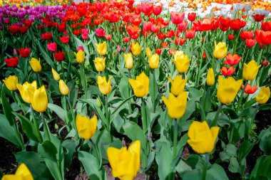 Kırmızı ve sarı lalelerin çiçek açtığı bir tatil ya da doğum günü arkaplanı. Mayısta güneşli bir gün. İlkbahar çiçek parkı. Muhteşem bahar çiçekleri. Güzel doğa çiçekli arka plan.