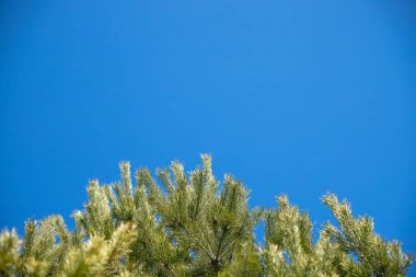 Güneşli bahar gününde mavi gökyüzü ağaç dallarına karşı çam dalı. Yumuşak odaklı mavi gökyüzü, arka planda bulanık yeşil ağaç dalları