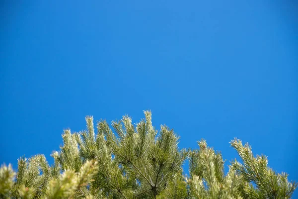 Kiefernzweige gegen den blauen Himmel. Zweige an sonnigen Frühlingstagen. Blauer Himmel mit weich fokussierten, unscharfen grünen Ästen im Hintergrund — Stockfoto