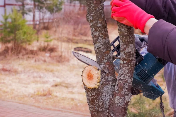 Detalle de un aserradero de madera en el jardín.Jardinero profesional corta ramas en un árbol viejo, utilizando una sierra de cadena.Cortar el árbol con motosierra en el patio trasero de la casa. El cuidado de la naturaleza, la ecología y la mejora —  Fotos de Stock