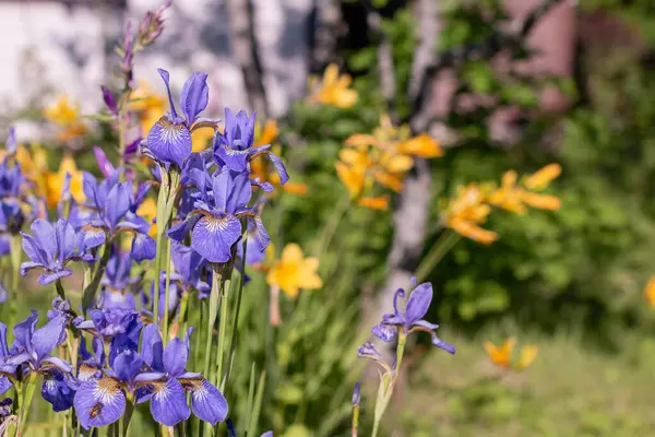 Ljust Lila Iris Blommor Irises Prydnadsträdgårdsväxt — Stockfoto