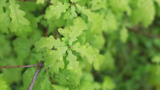 葉の上に大きな雨滴。オークの木の緑豊かな葉に水滴がついています。雨風の強い日 — ストック動画