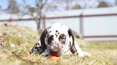 Küçük köpek kameraya bakıyor, başını çeviriyor, şakacı, yemek yiyor. Meadowdaki Dalmaçyalı köpek yavrusu. Dışarıda oynuyor. Güzel hayvan yiyen havuç.