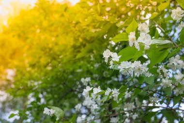 Çiçek açan yasemin çalısı yağmurdan sonra bir damla suyla. Yasemin çiçeğinin doğal arka planı